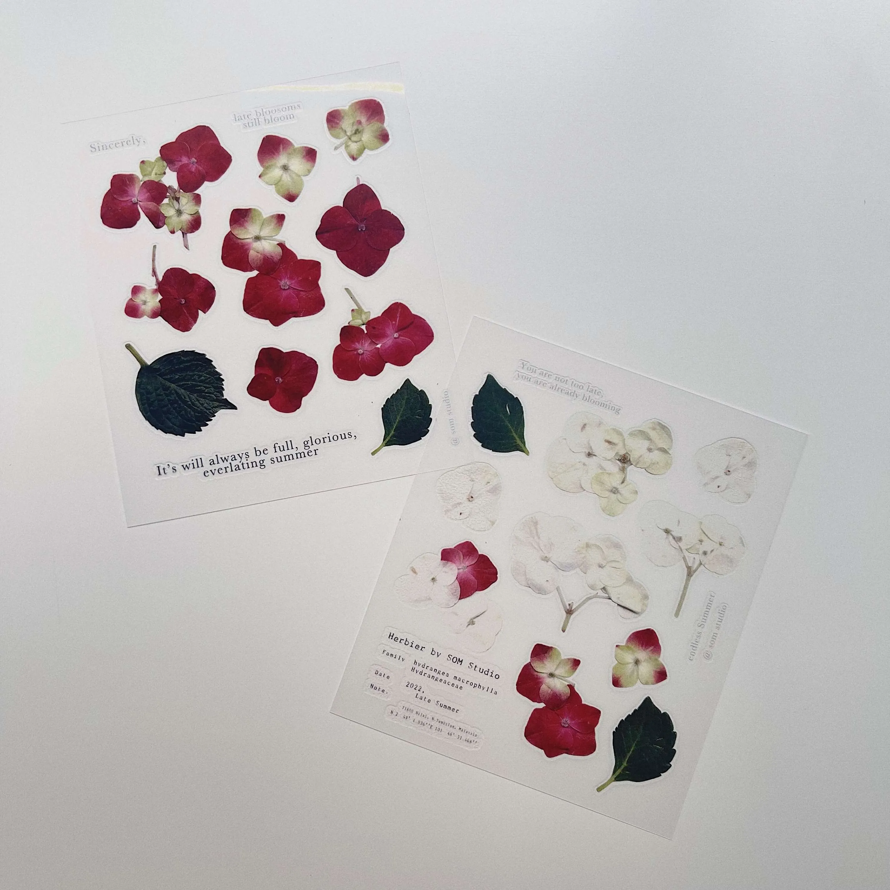 Pressed Flower Print-on Sticker: Hydrangea II & III